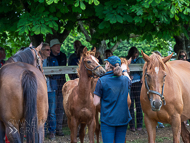 KS300622-23 - Cupboard Love's foal by Territories